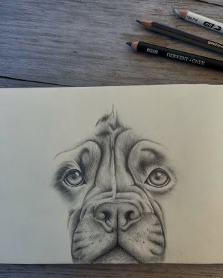 Tréninkový hafan 🐶 #hafan #kresba #kresbatuzkou #portret #pes #portretpsa #trenink #sketch #sketchbook